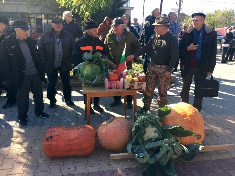 Тиква с тегло  79 кг. бе една от атракциите на Празника на зелето в Петърч